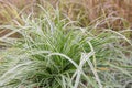 Japanese sedge Carex oshimensis Everest, green-white foliage Royalty Free Stock Photo